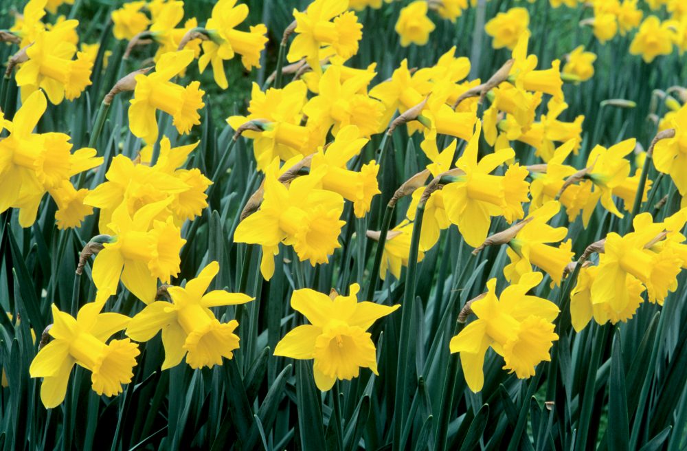 Supporting Marie Curie by Growing Daffodils - Suttons Gardening Grow How