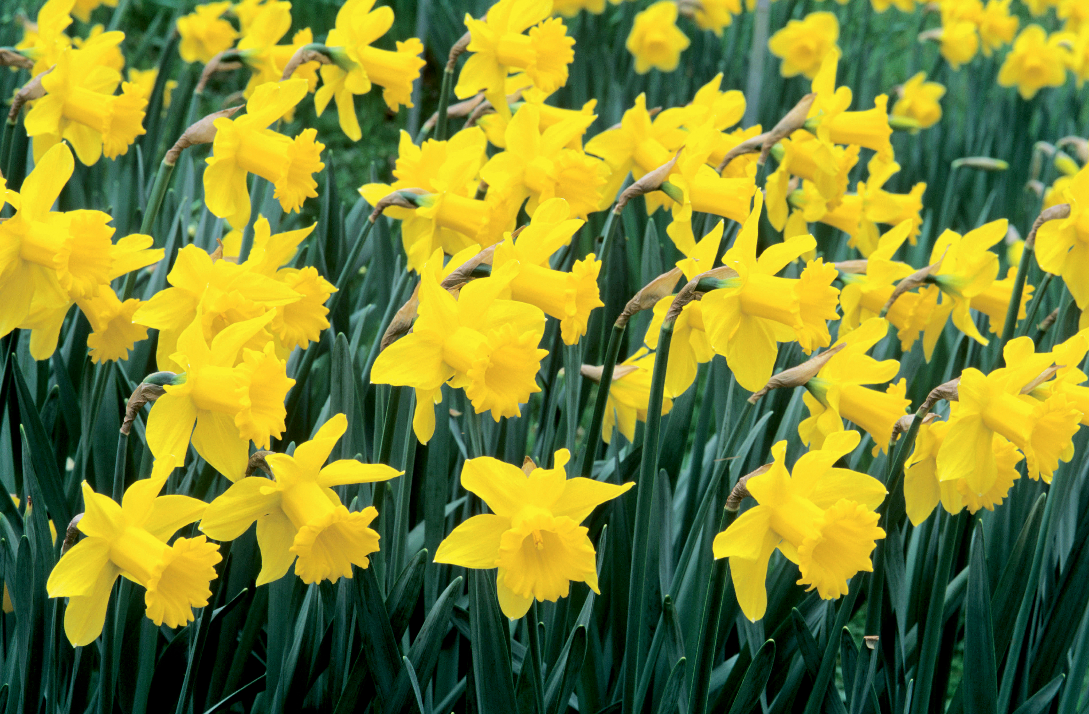 Supporting Marie Curie by Growing Daffodils Suttons Gardening Grow How