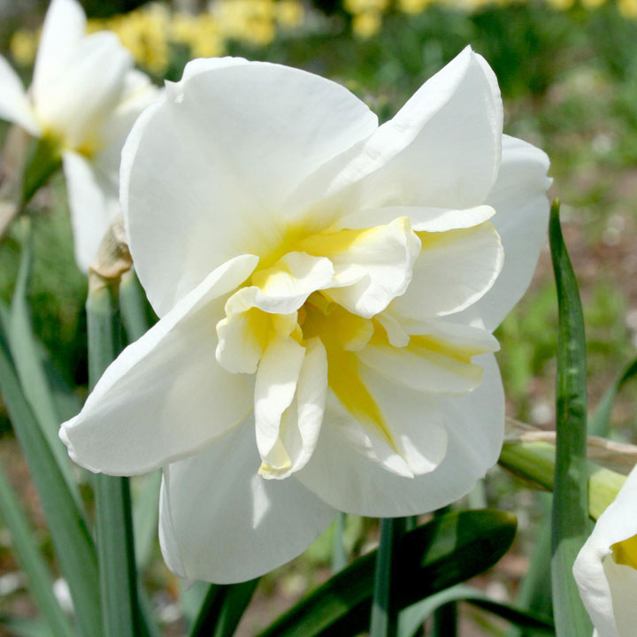 Daffodil split corolla lemon beauty