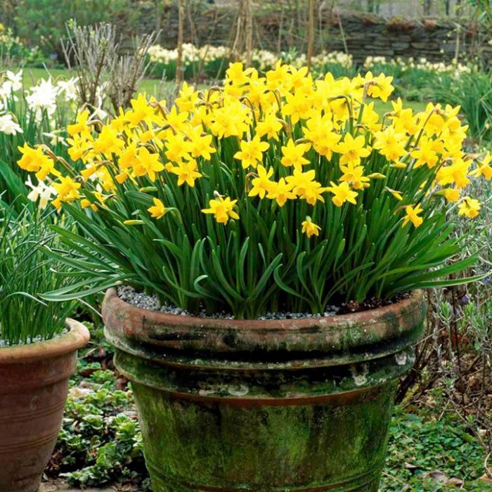 Supporting Marie Curie by Growing Daffodils - Suttons Gardening Grow How