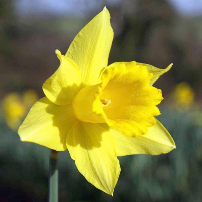 Supporting Marie Curie by Growing Daffodils - Suttons Gardening Grow How