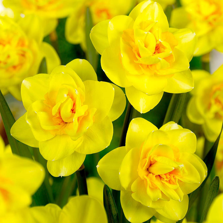 daffodil veneto