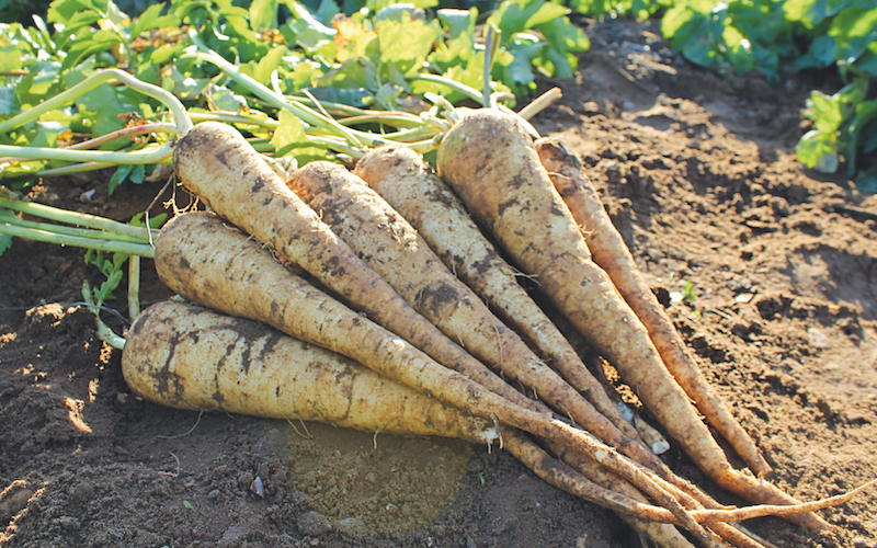 Freshly harvested Parsnip - F1 Panorama from Suttons