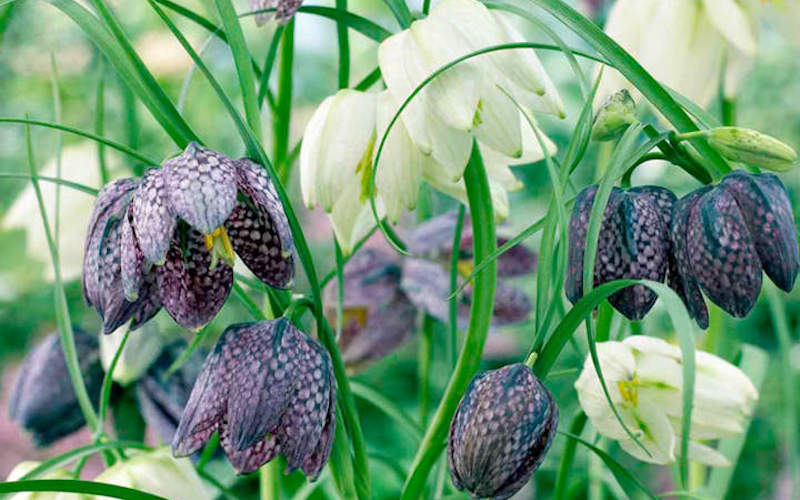Fritillaria Bulbs ‘Meleagris’ from Suttons