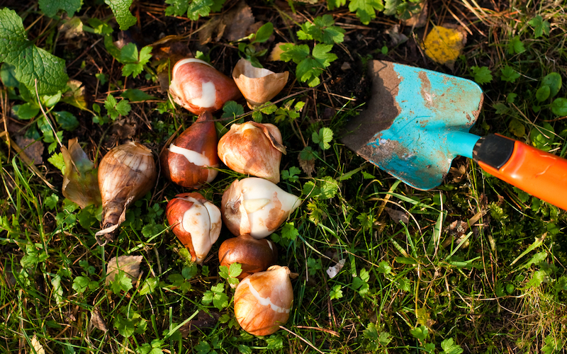 Planting bulbs in clumps