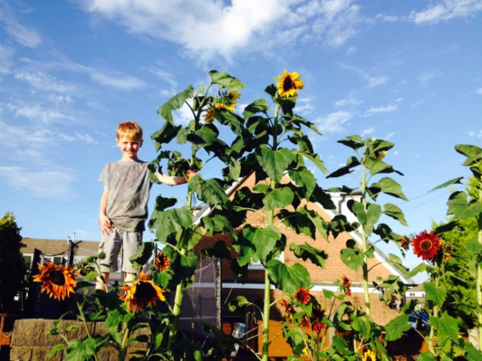 Tallest Sunflower Competition 2016 Suttons Gardening Grow How