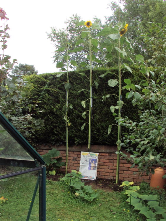 Tallest Sunflower Competition 2016 Suttons Gardening Grow How