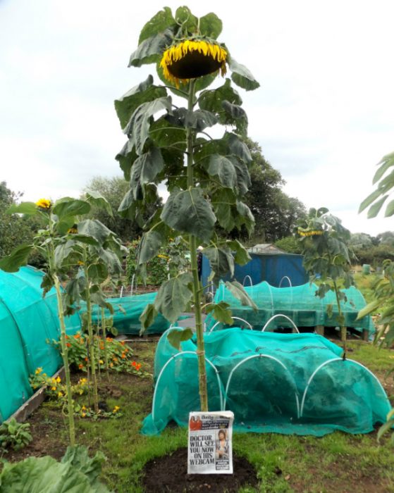 Tallest Sunflower Competition 2016 Suttons Gardening Grow How