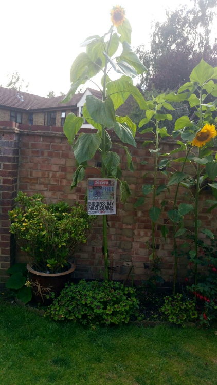 Tallest Sunflower Competition 2016 - Suttons Gardening Grow How