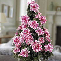 Azaelea-Christmas-Tree.jpg