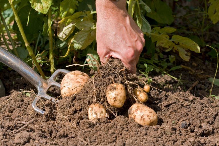 Digging potatoes Eag1e-Dreamstime.com - Suttons Gardening Grow How