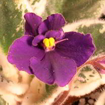 African-Violet.jpg