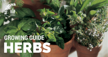 Herbs Growing Guide - Suttons Gardening Grow How