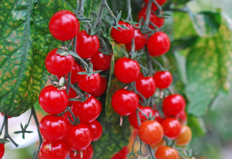 Bright red tomatoes on vine