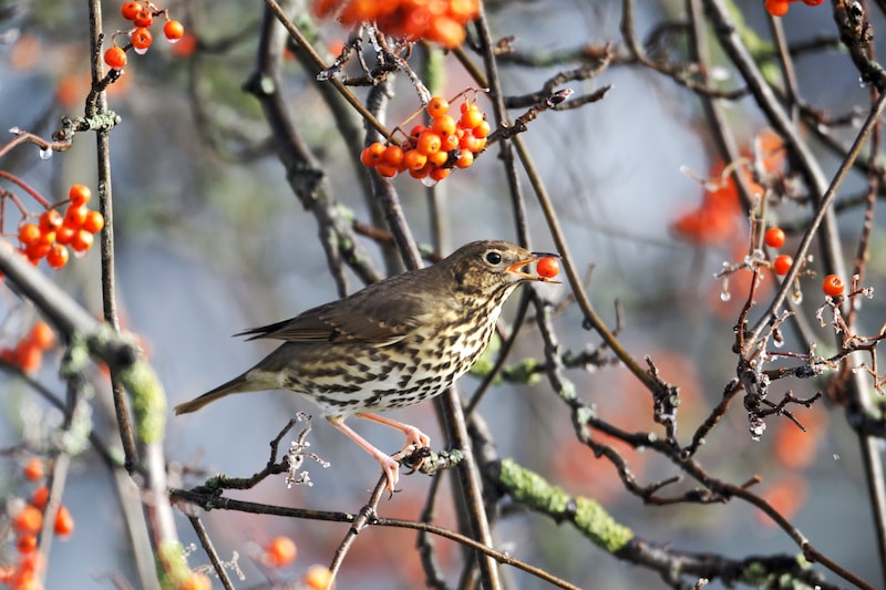 Bird eating rowan berries on tree in autumn