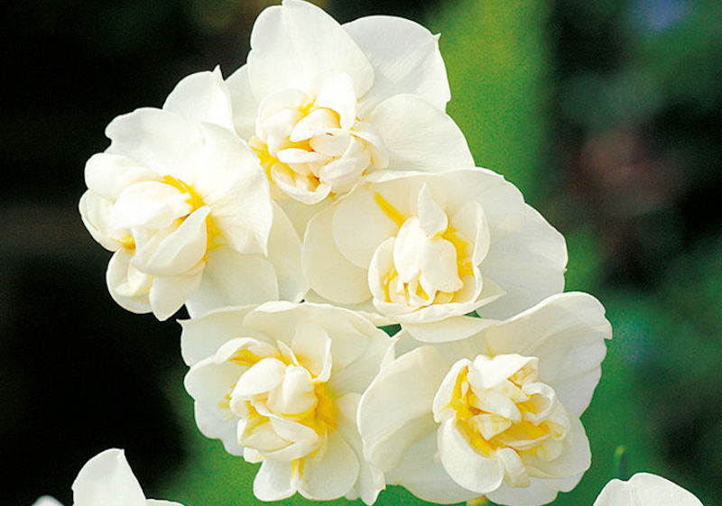Daffodil (Double) Bulbs - Cheerfulness 