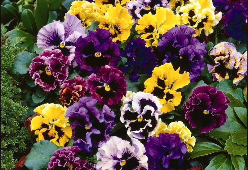 Multicoloured frilly pansies