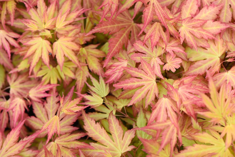 Orange, red and pink acer leaves