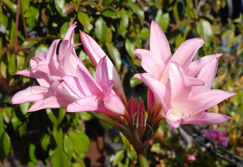 Pink trumpet shaped flowers