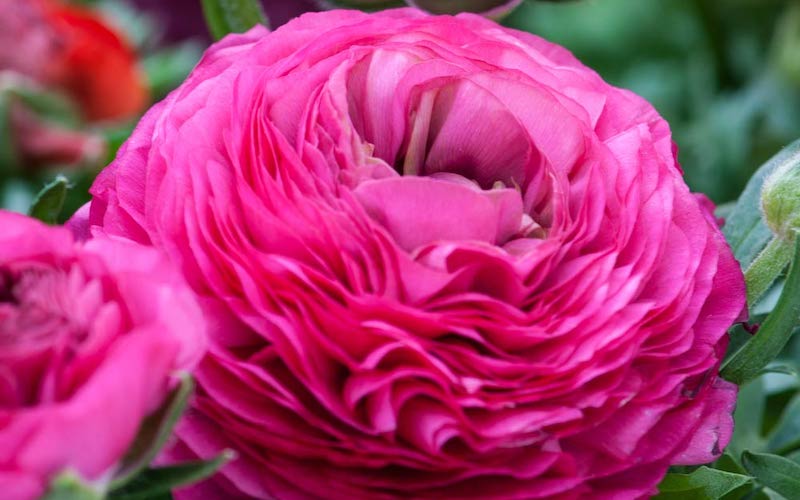 Ranunculus Pink from Suttons