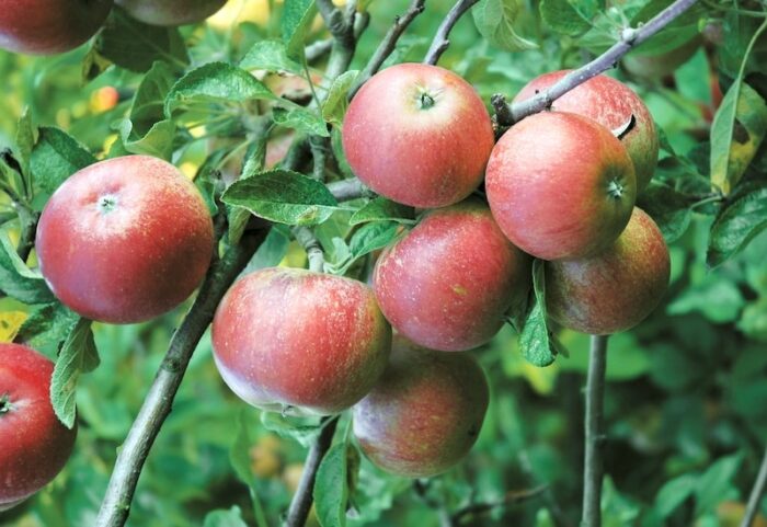 red-apples-growing-trees.jpg