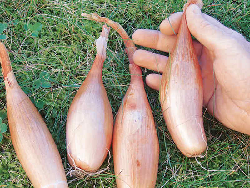 Zebrune Shallot Onion Seeds