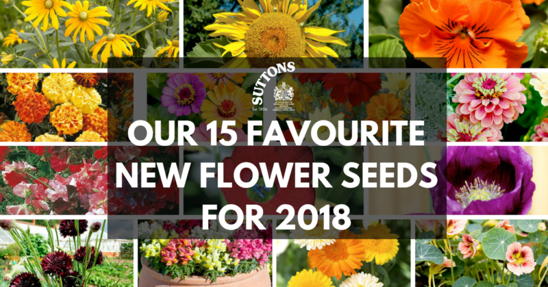 OUR FAVOURITE NEW FLOWER SEEDS