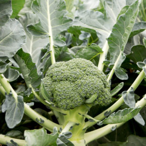 Broccoli Manclano