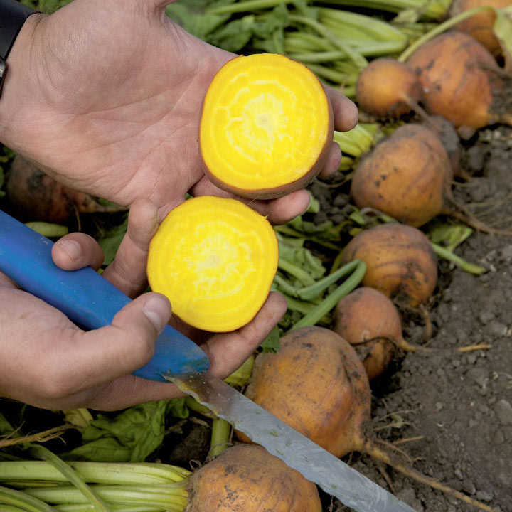 Bright yellow beetroot - Beetroot F1 Bolder from Suttons
