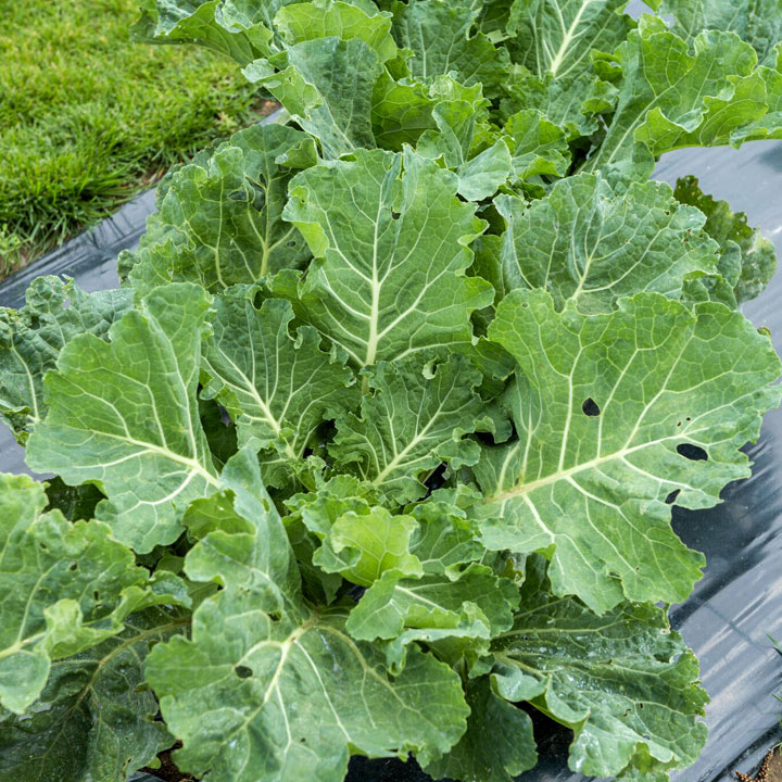 Collection of Cabbages growing in allotment - Cabbage Collard Seeds F1 Sweetie from Suttons