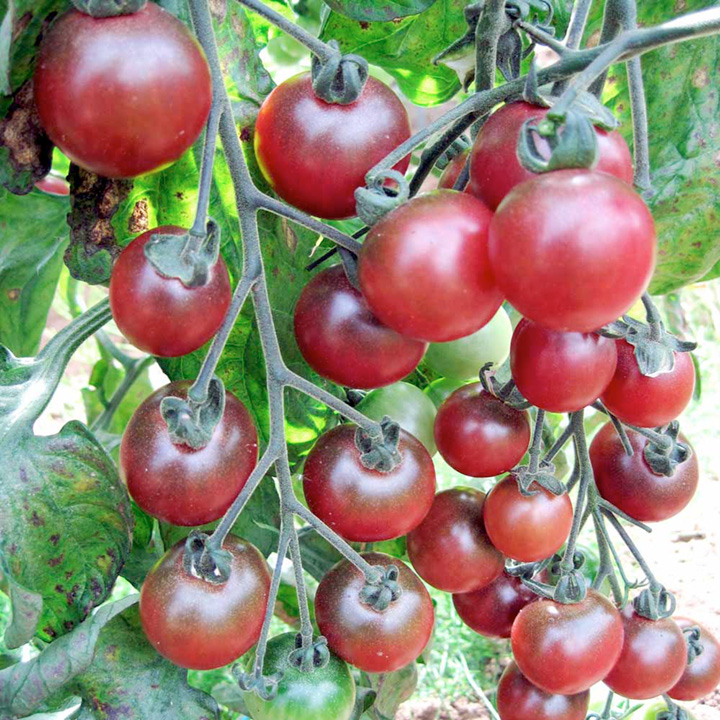dark red tomato plants on vine - Tomato Rosella from Suttons