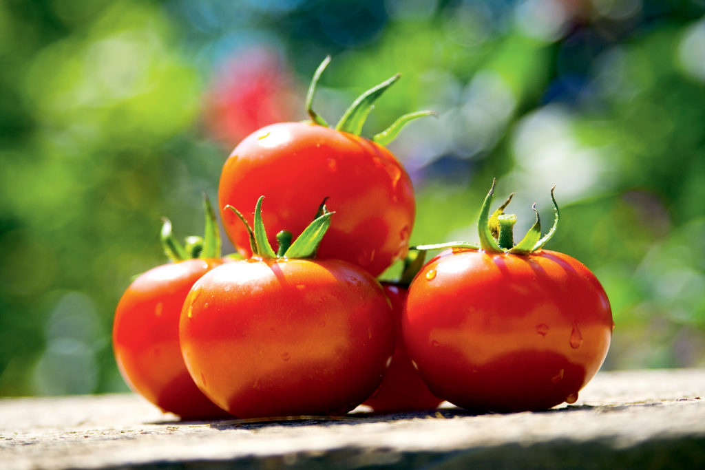 The Best Tasting Tomatoes - Suttons Gardening Grow How