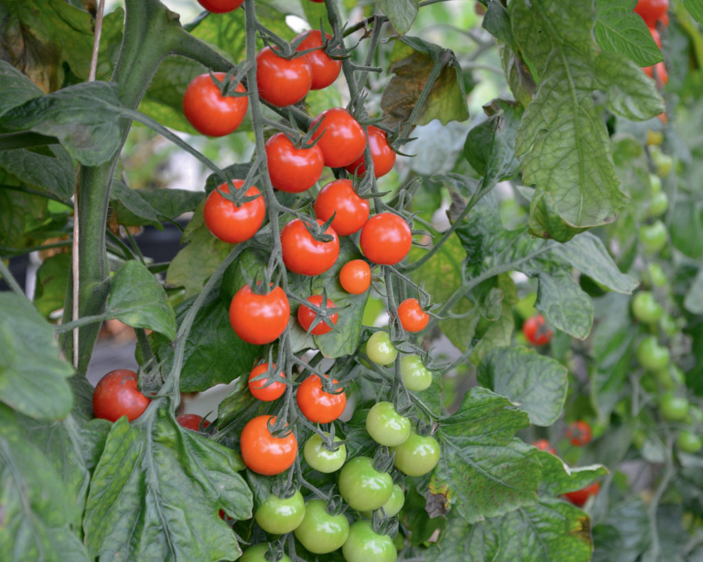 Tomato Sweet Petit