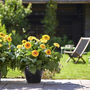 Three of the best perennials for containers
