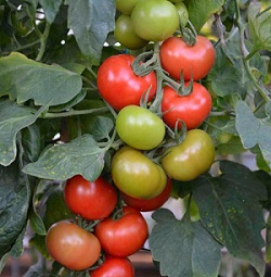 Grafted tomatoes