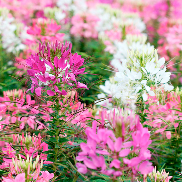 Cleome Fireworks Mix