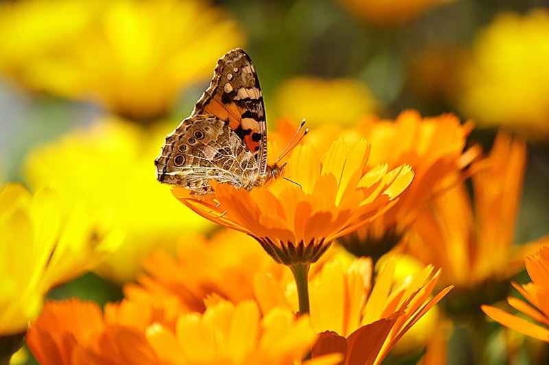 Butterfly on flower showing companion planting in garden