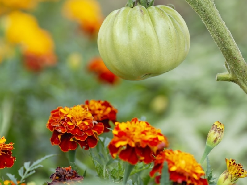 Green tomato with red marigold