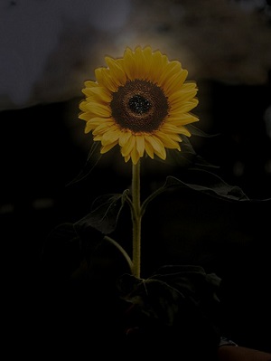 sunflower-2.jpg