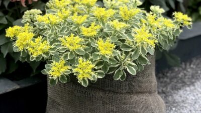 How to get the best from your sedum ‘Atlantis’