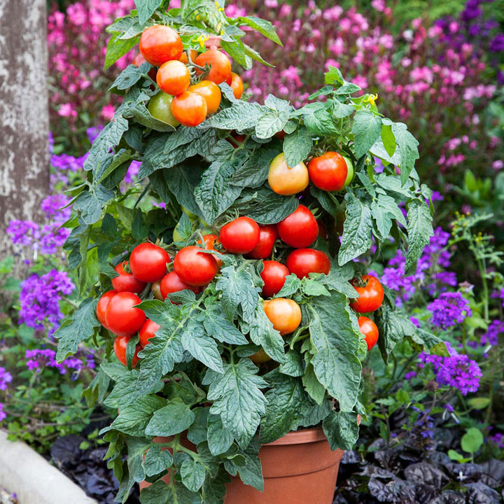 Suttons F1 Tomato plant Everlast