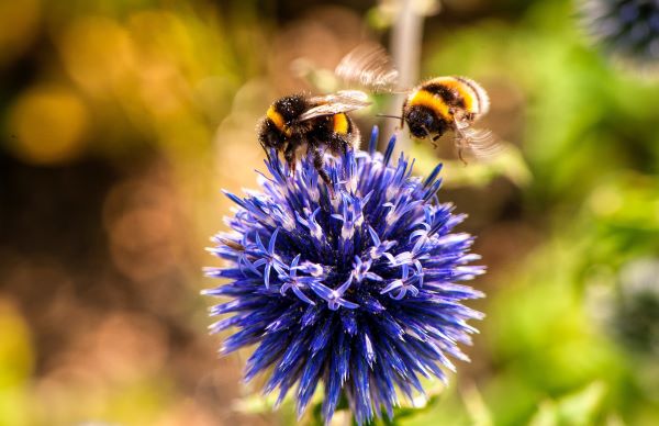 Suttons blog supporting Bee Needs Week by the Bumblebee Conservation Trust