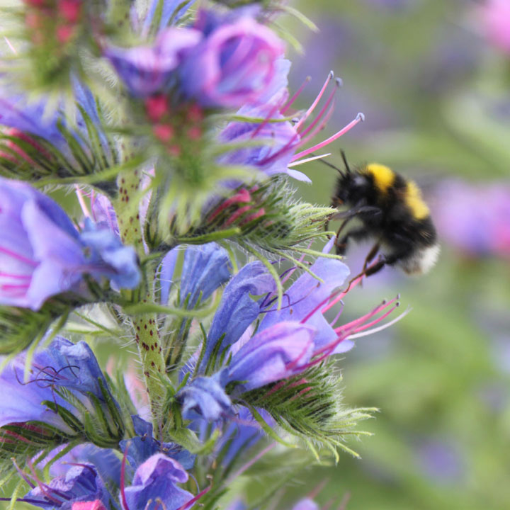 Suttons plants for bees and your wildlife garden