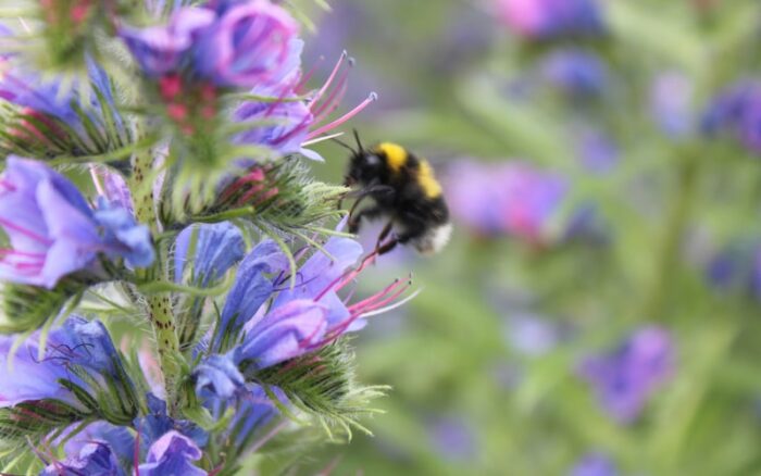 purple-flower-with-honeybee.jpg