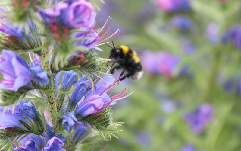 Purple flower with honeybee