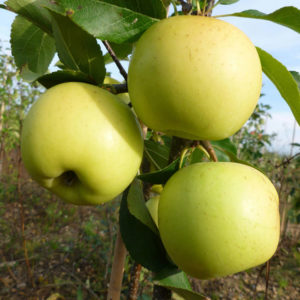 Apple Tree Greensleeves Suttons