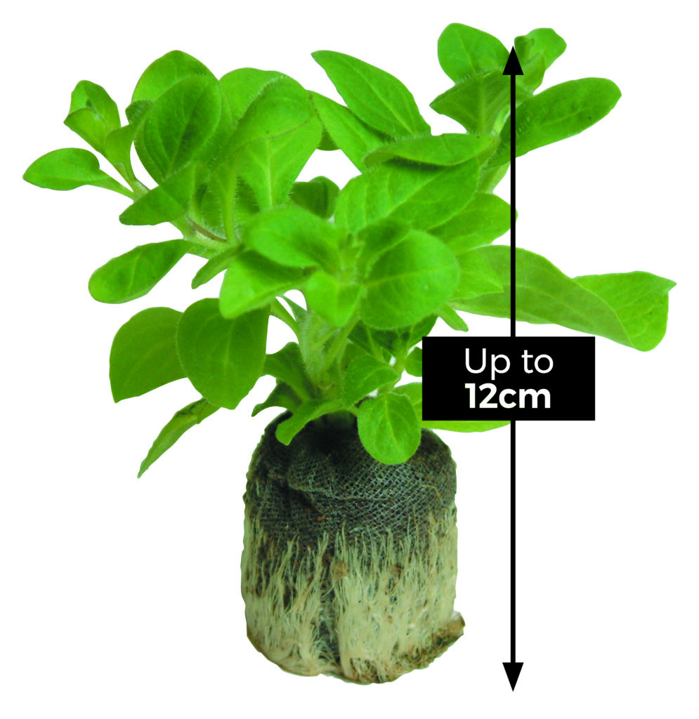 Why Buy Plug Plants? Suttons Gardening Grow How