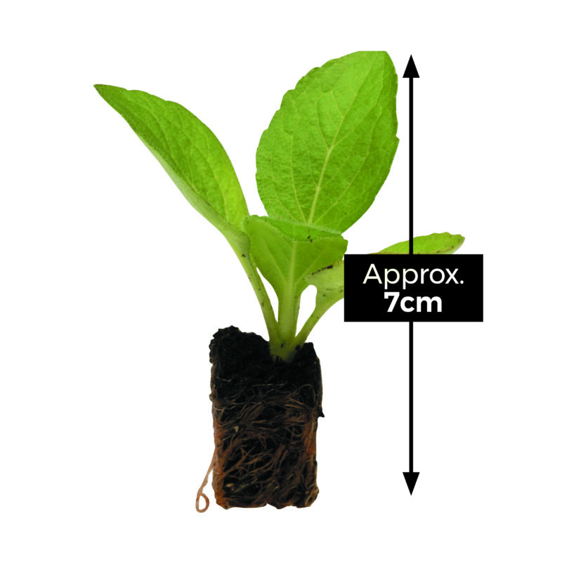 Why Buy Plug Plants? Suttons Gardening Grow How