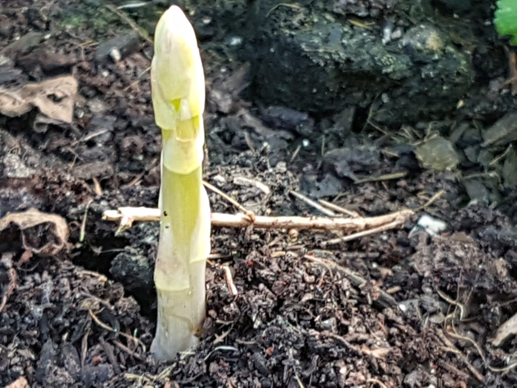 Asparagus spear emerging in Jan