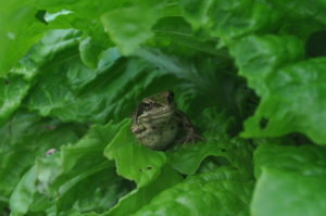 frog in a lettuce
